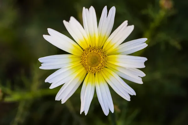 Flor de margarida branca (Chamaemelum mixtum ) — Fotografia de Stock