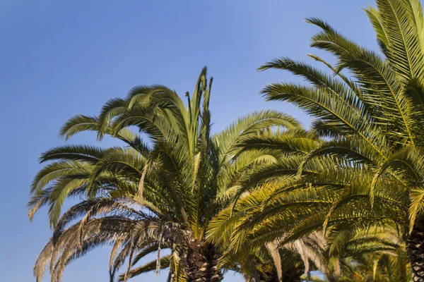 Date palm trees — Stock Photo, Image