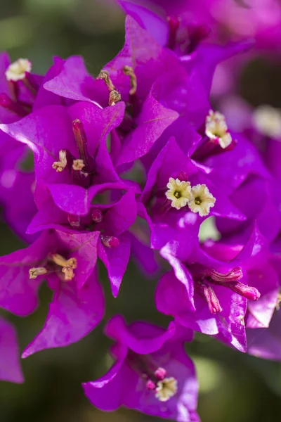 Schöne lila Bougainvillea Blume — Stockfoto