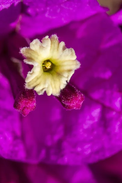 Bela flor bougainvillea roxo — Fotografia de Stock