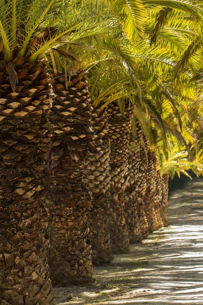 Date palm trees — Stock Photo, Image