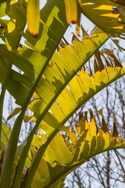 Banánovník leafs — Stock fotografie