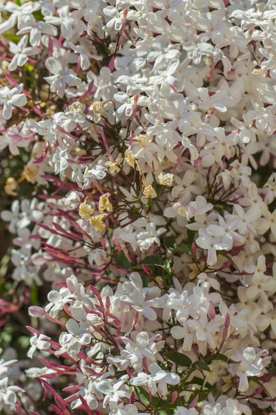 Vadvirág déli Squinancywort (Asperula aristata subsp. scabra). — Stock Fotó