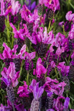güzel lavandula stoechas çiçekler