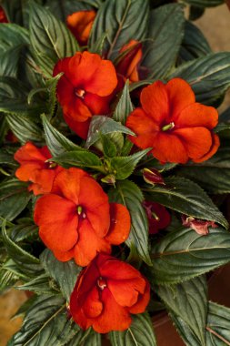 Güzel Achimenes evi çiçek