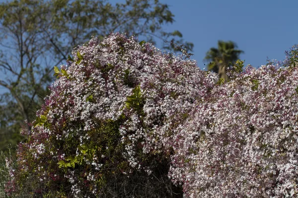 Wildflower νότια Squinancywort (Asperula εμφανίζουν subsp. τομάτας). — Φωτογραφία Αρχείου