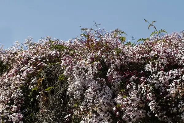 Wildflower Southern Squinancywort (Asperula aristata subsp. Scabra. ) — Fotografia de Stock