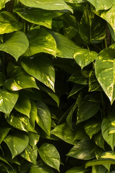 Pothos (Epipremnum aureum) house plant — Stock Photo, Image