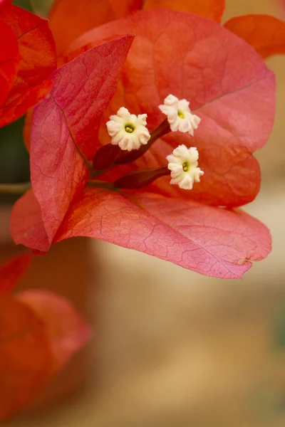 Beautiful orange bouganvilla flower — Stock Photo, Image