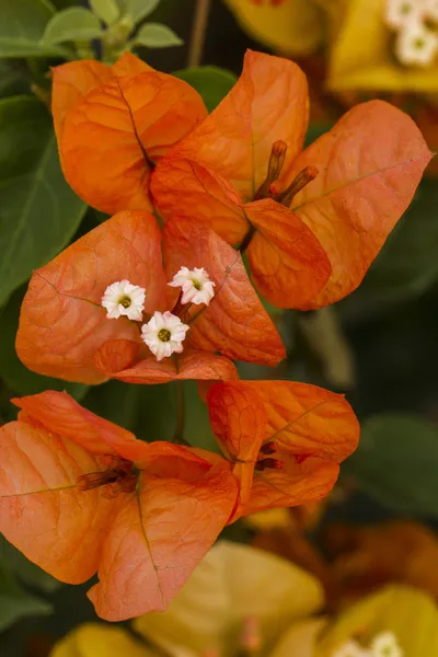 아름 다운 오렌지 bouganvilla 꽃 — 스톡 사진