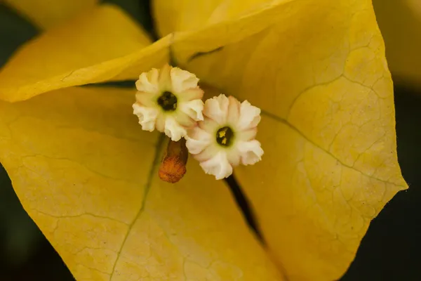 아름 다운 노란 bouganvilla 꽃 — 스톡 사진