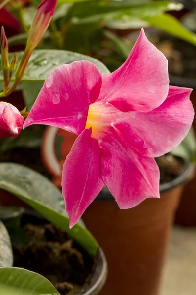 Beautiful pink petunia flower — Stock Photo, Image