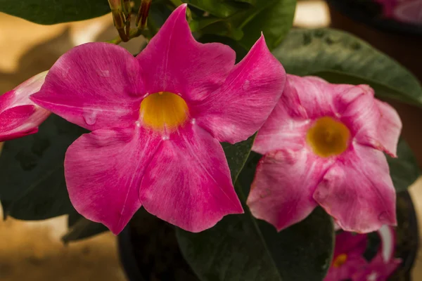 Beautiful pink petunia flower — Stock Photo, Image