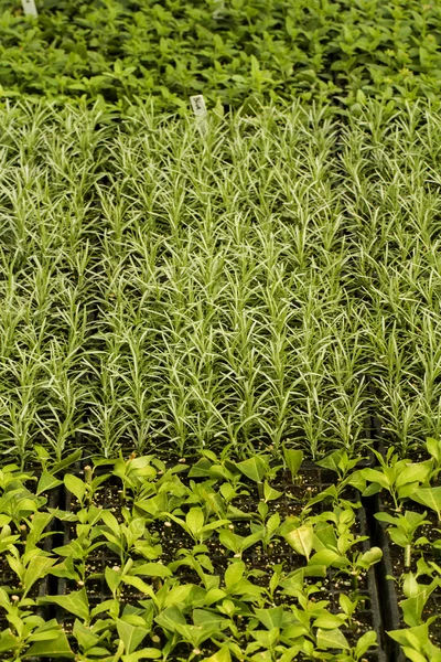 Grădiniță de plante verzi interioare — Fotografie, imagine de stoc