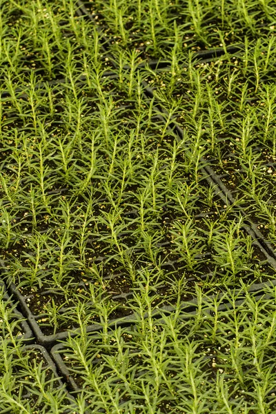 Приміщення зеленого розплідника рослин — стокове фото