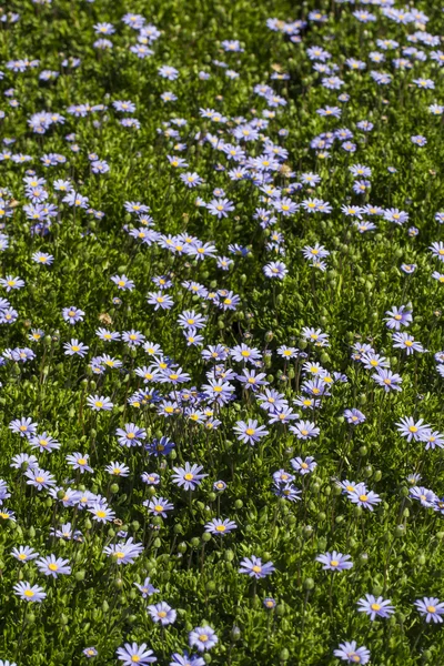Schöner Fleck mit violetten Gerbera-Gänseblümchen-Blüten — Stockfoto