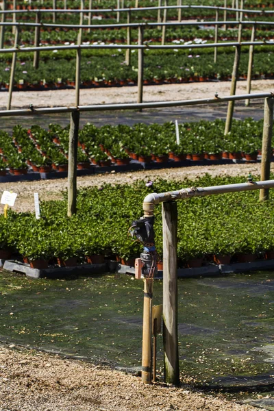 Pepinieră mare de plante verzi în interior — Fotografie, imagine de stoc