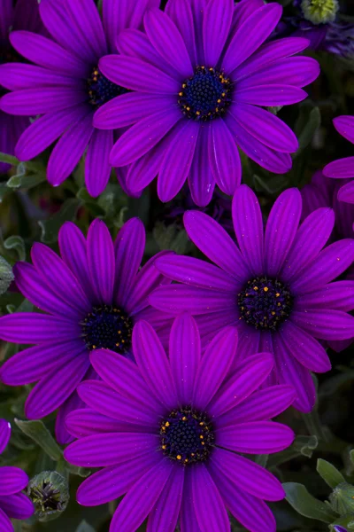 Osteospermum fiore di margherita viola — Foto Stock