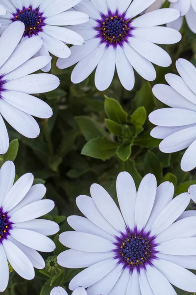Osteospermum white flowers — Stock Photo, Image