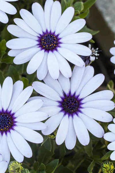 Osteospermum bílé květy — Stock fotografie