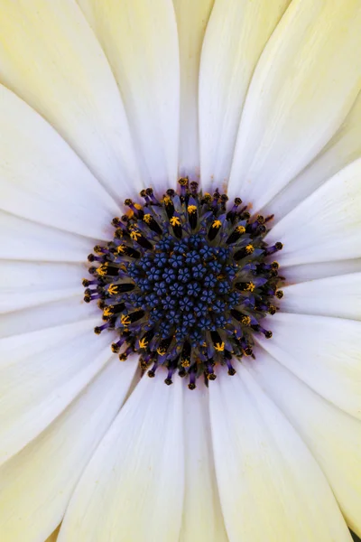 Osteospermum flores brancas — Fotografia de Stock