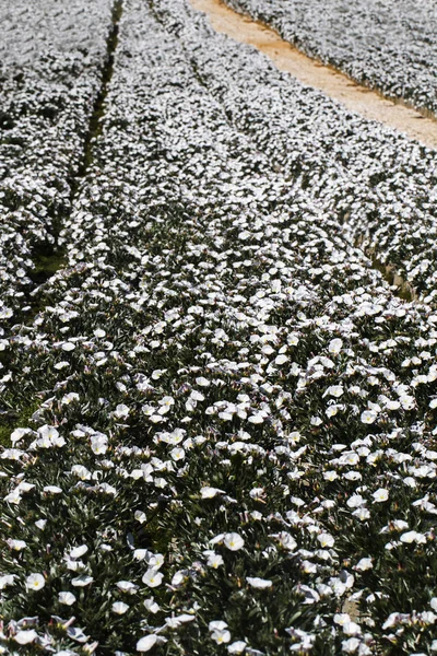 Fehér gerbera százszorszép virág — Stock Fotó