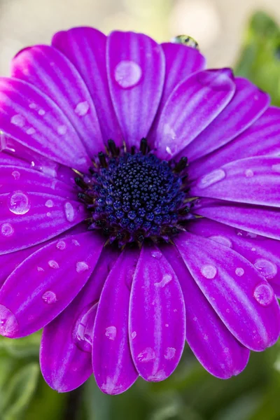 Λουλούδι Μαργαρίτα βιολετί osteospermum — Φωτογραφία Αρχείου
