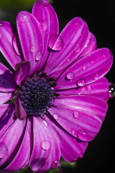 Daisy lila Osteospermum-virág — Stock Fotó