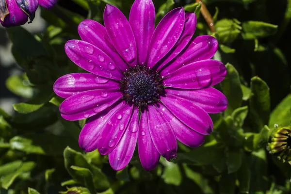 Osteospermum 바이올렛 데이지 꽃 — 스톡 사진