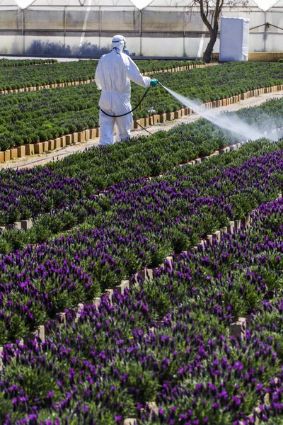 Viveiro de plantas — Fotografia de Stock