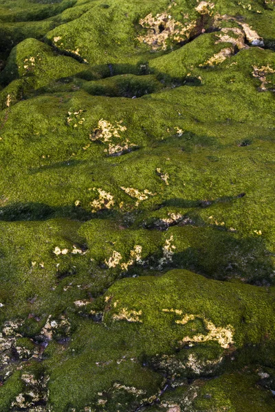 Pierre de plage avec mousse verte — Photo