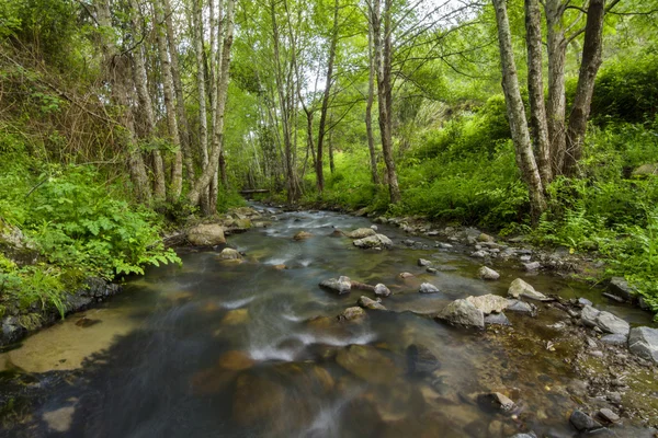 Zdrowe lasu strumieniem wody — Zdjęcie stockowe