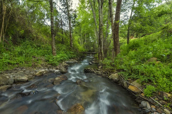 Foresta sana con un ruscello d'acqua — Foto Stock