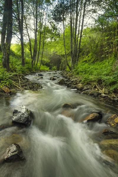水の流れと健康の森 — ストック写真