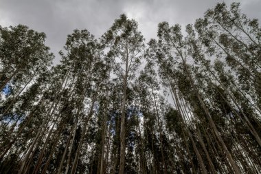Okaliptüs ağaçları bulutlu bir gökyüzü üzerinde