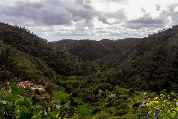 Exuberante e densa região florestal — Fotografia de Stock