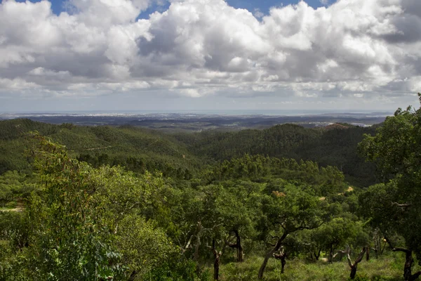 Lussureggiante e densa regione forestale — Foto Stock