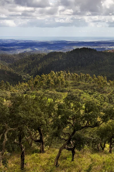 Grönskande och tät skog region — Stockfoto