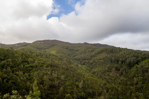 Région forestière luxuriante et dense — Photo