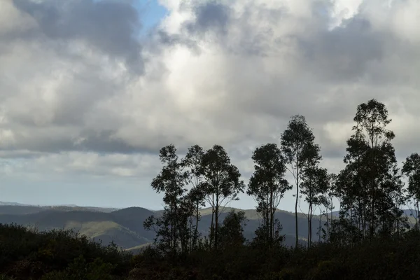 Drzew eukaliptusowych — Zdjęcie stockowe