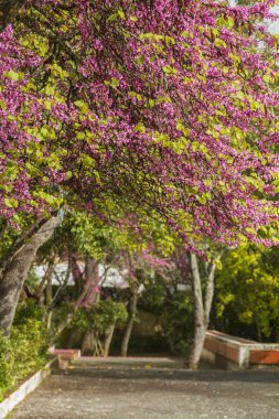 Bir bahçe üzerinde ortak Leylak ağaçları
