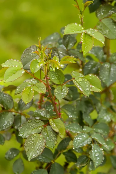 Ros buske fylld med vattendroppar — Stockfoto