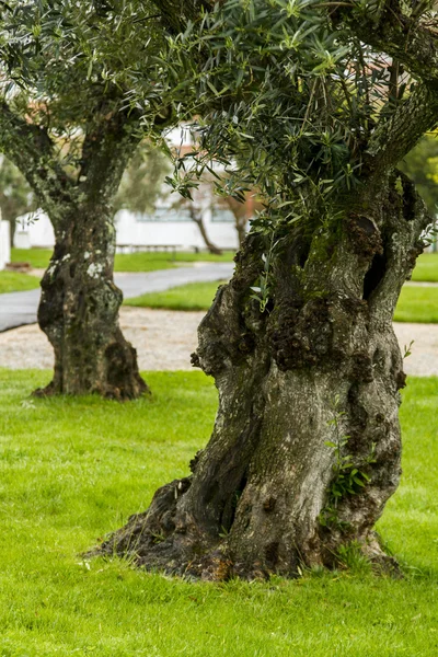 Dwa drzewa oliwne na ogród — Zdjęcie stockowe