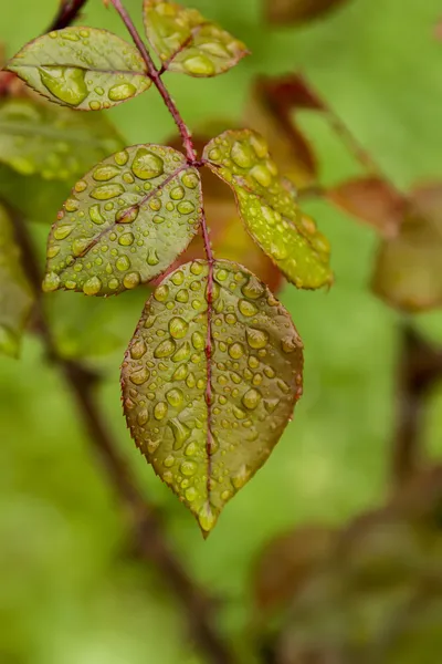 Arbusto de rosa cheio de gotas de água — Fotografia de Stock