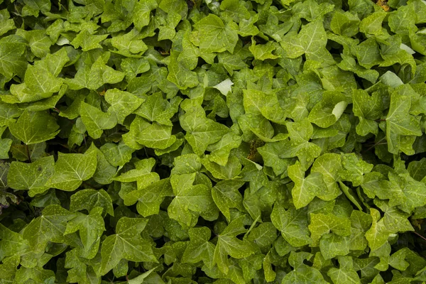 Hedera helix växt — Stockfoto