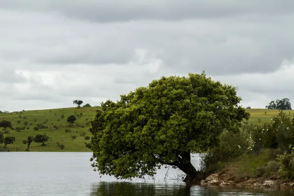 Litoral do lago Alqueva localizado no Alentejo, Portugal — Fotografia de Stock