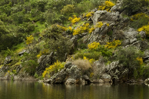 Берег озера Алкева, расположенного в Алентежу, Португалия — стоковое фото