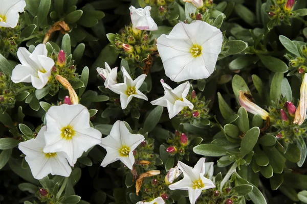 Beautiful field bindweed white flowers in the garden — Stock Photo, Image