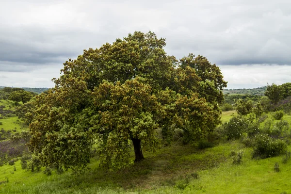 Árbol de Quercus ilex — Foto de Stock