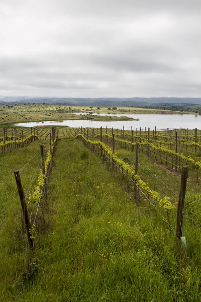 Cultivo de vinha de uva na região do Alentejo — Fotografia de Stock